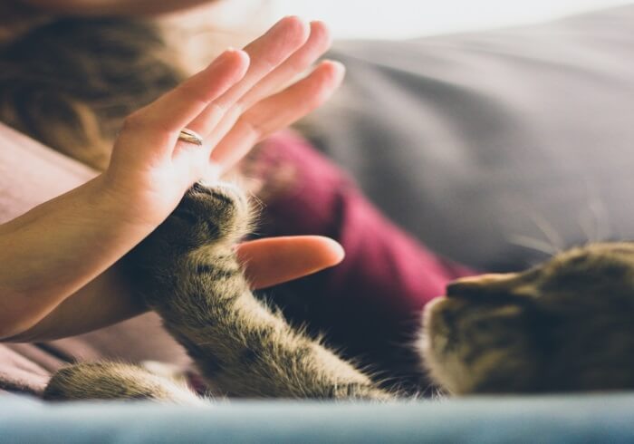 Curious and Compassionate Chiropractor Cat